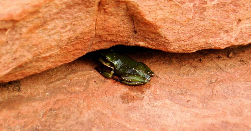 Centralian Green Frog, Kings Canyon