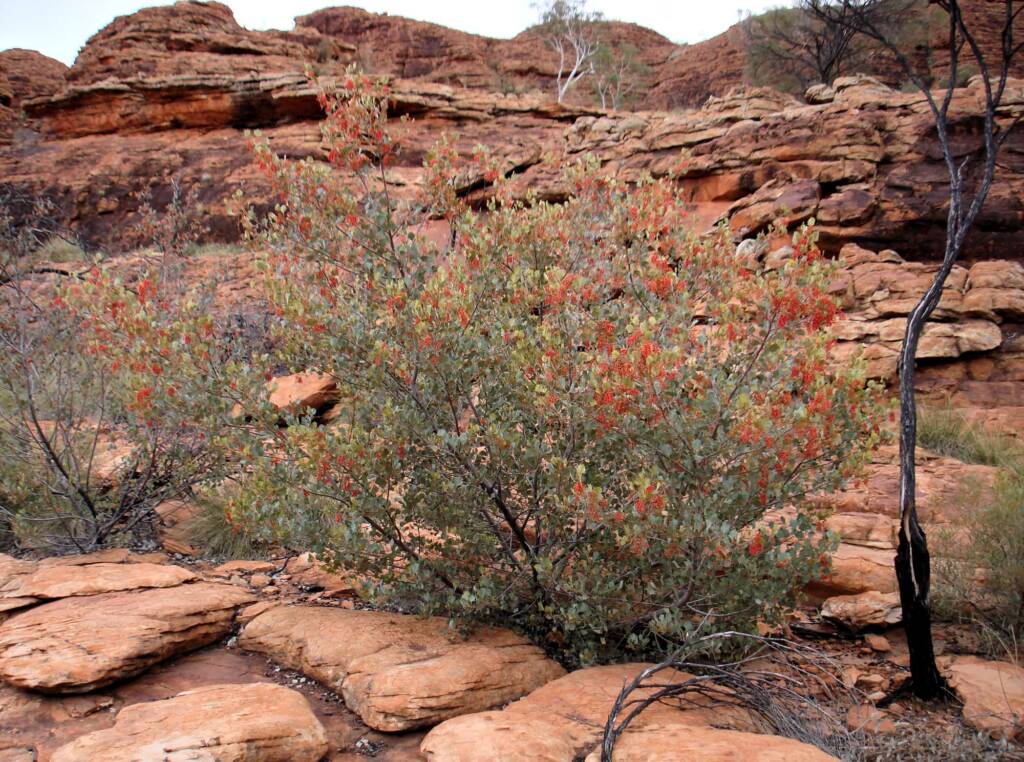 Holly Grevillea (Grevillea wickhamii), Kings Canyon