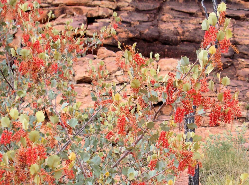 Holly Grevillea (Grevillea wickhamii), Kings Canyon