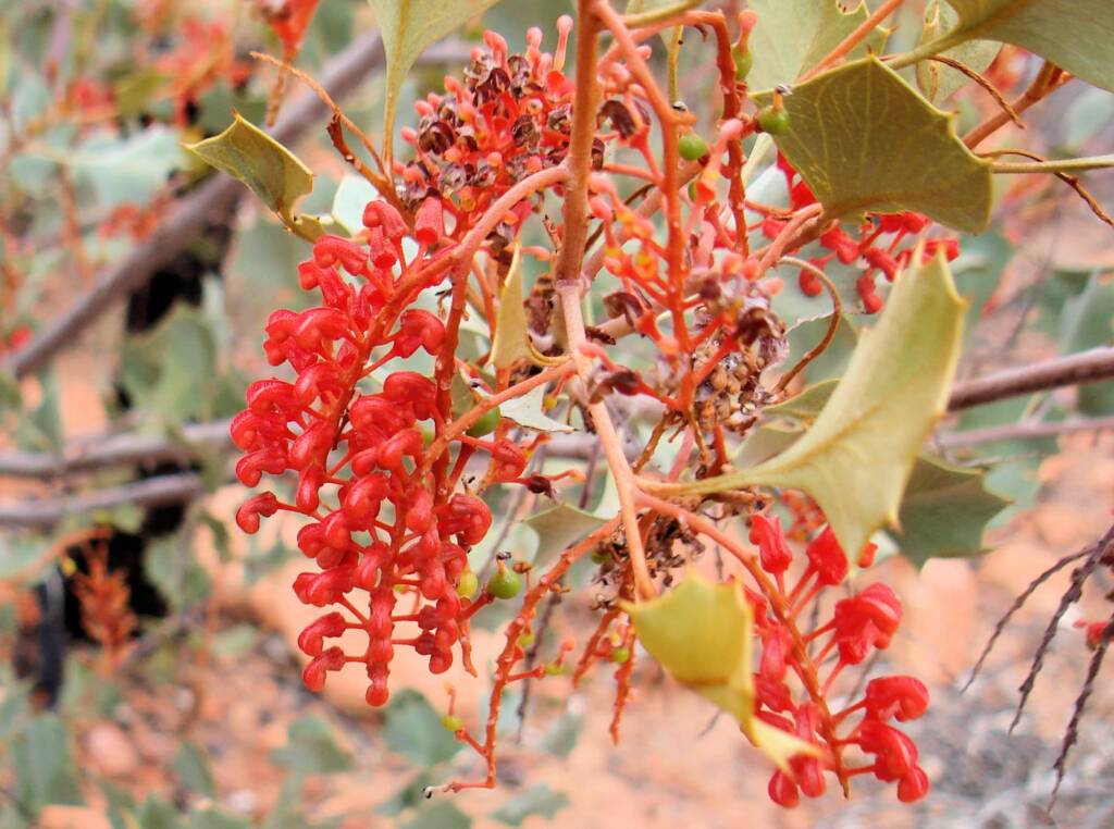 Holly Grevillea (Grevillea wickhamii), Kings Canyon