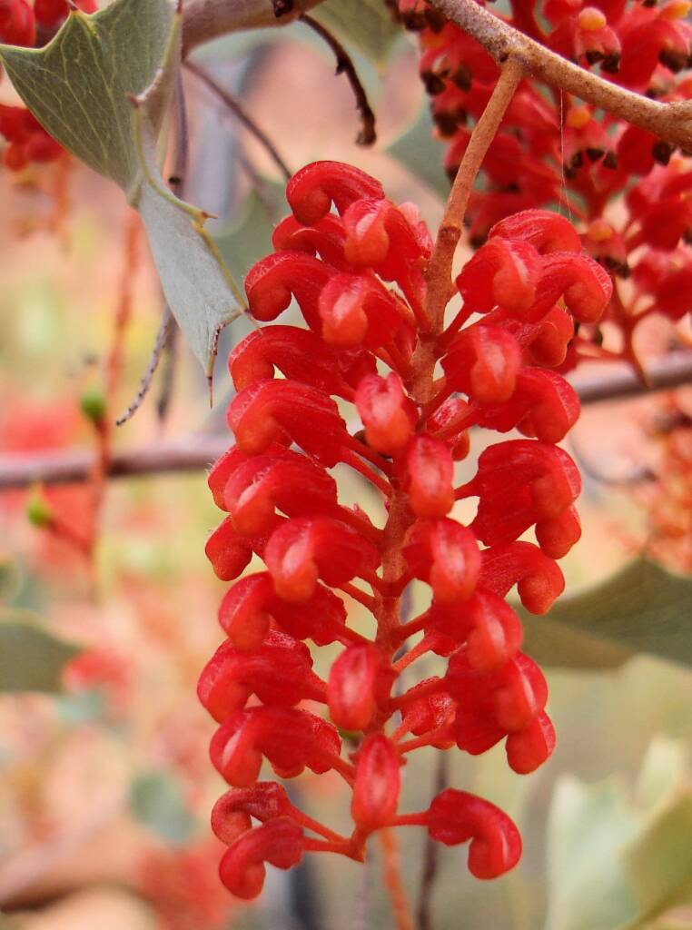 Holly Grevillea (Grevillea wickhamii), Kings Canyon