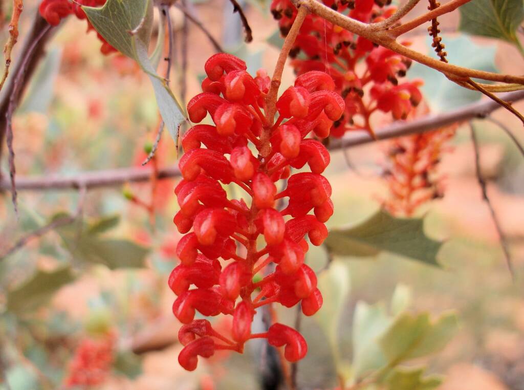 Holly Grevillea (Grevillea wickhamii), Kings Canyon