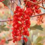 Holly Grevillea (Grevillea wickhamii), Kings Canyon