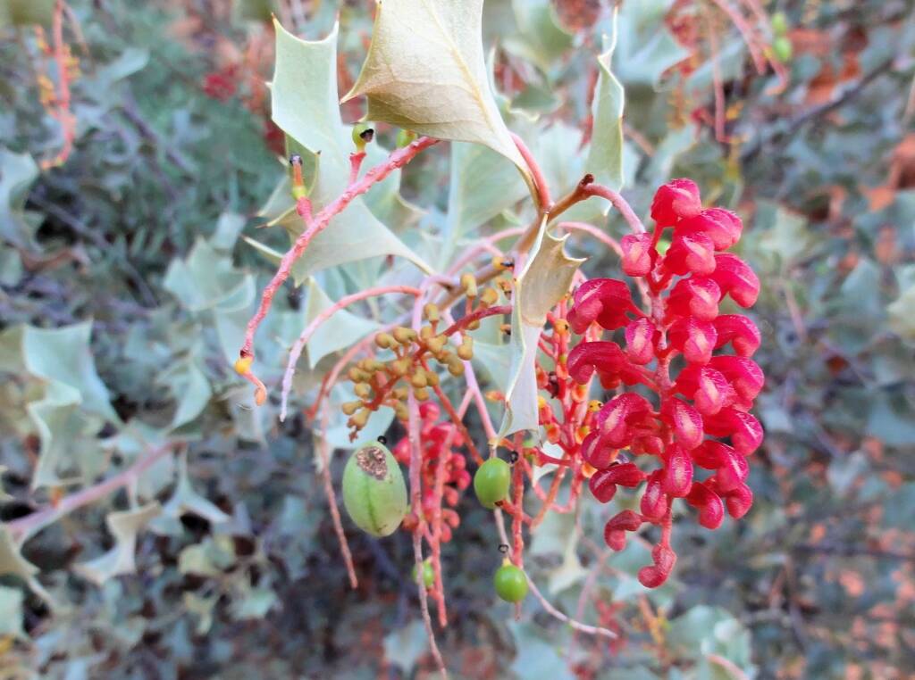 Holly Grevillea (Grevillea wickhamii), Kings Canyon