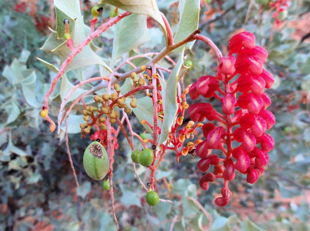 Holly Grevillea (Grevillea wickhamii), Kings Canyon