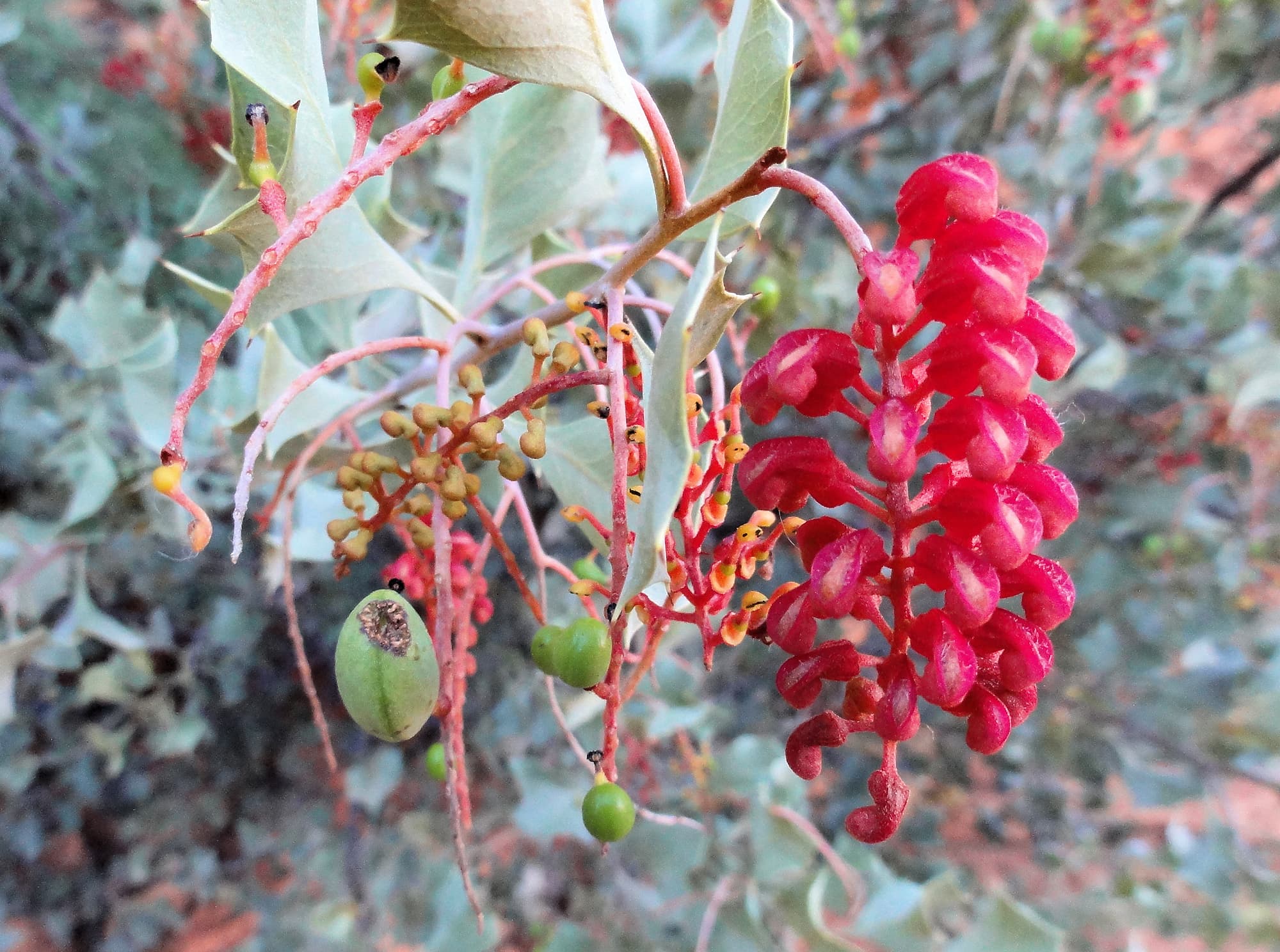 Holly Grevillea (Grevillea wickhamii), Kings Canyon