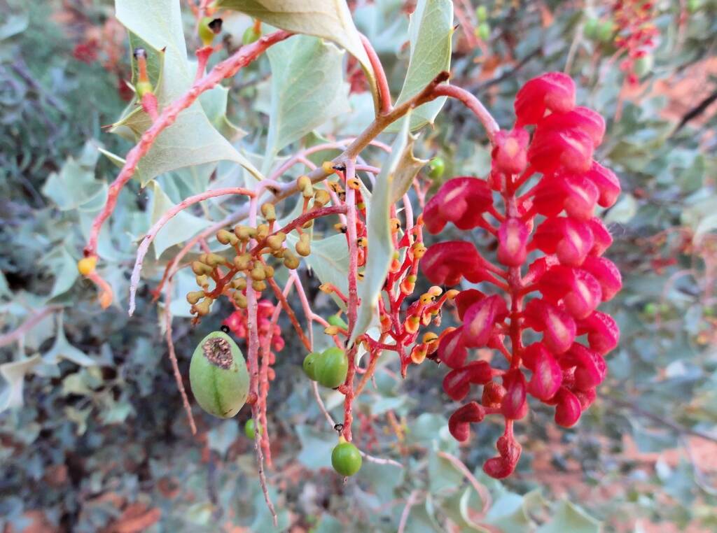 Holly Grevillea (Grevillea wickhamii), Kings Canyon