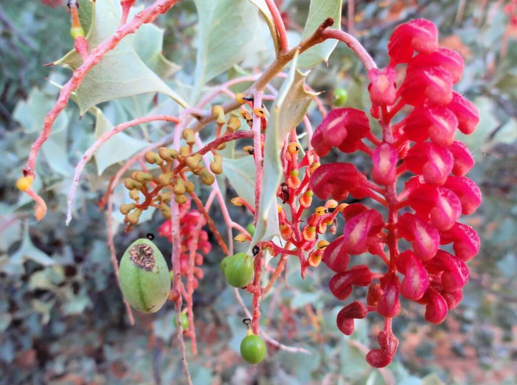 Holly Grevillea (Grevillea wickhamii), Kings Canyon
