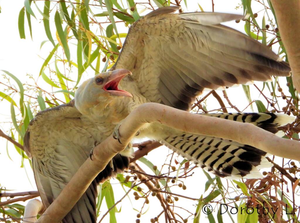 Juvenile Channel-billed Cuckoo calling to be fed