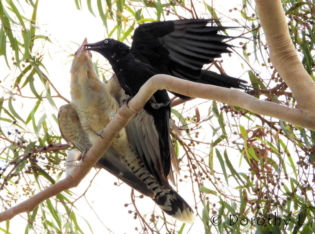 Channel-billed Cuckoo with foster parent Torresian Crow