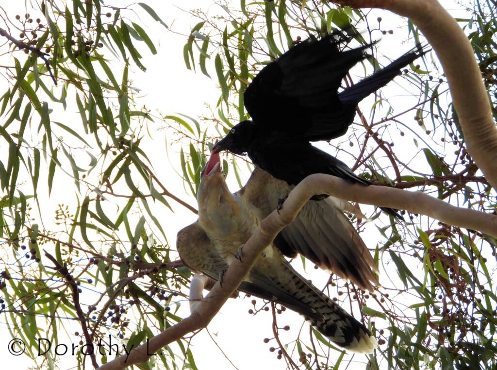 Channel-billed Cuckoo with foster parent Torresian Crow