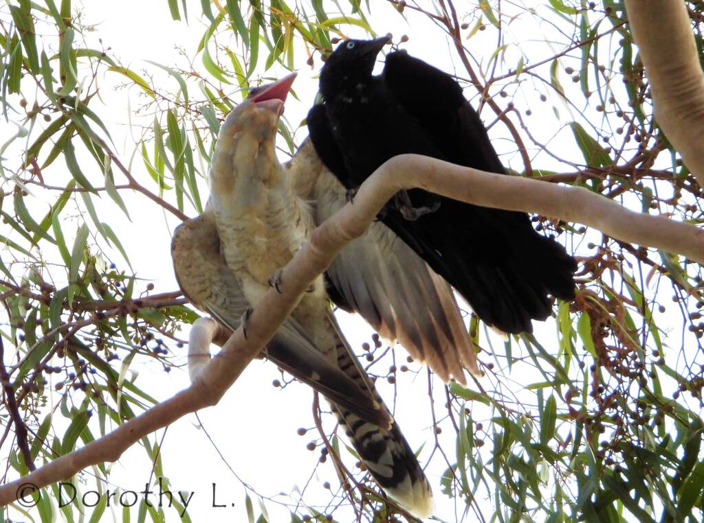 Channel-billed Cuckoo with foster parent Torresian Crow