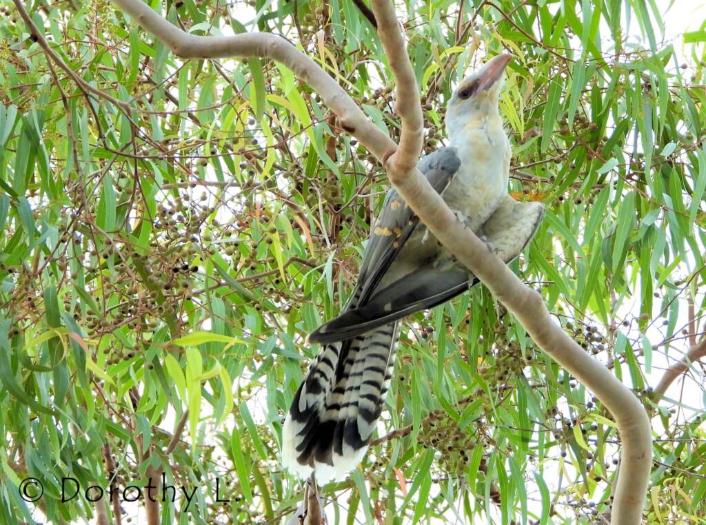 Juvenile Channel-billed Cuckoo