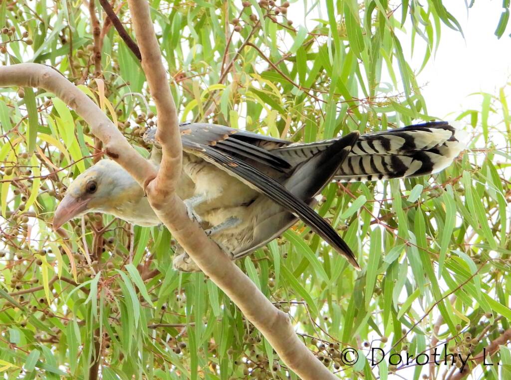Juvenile Channel-billed Cuckoo