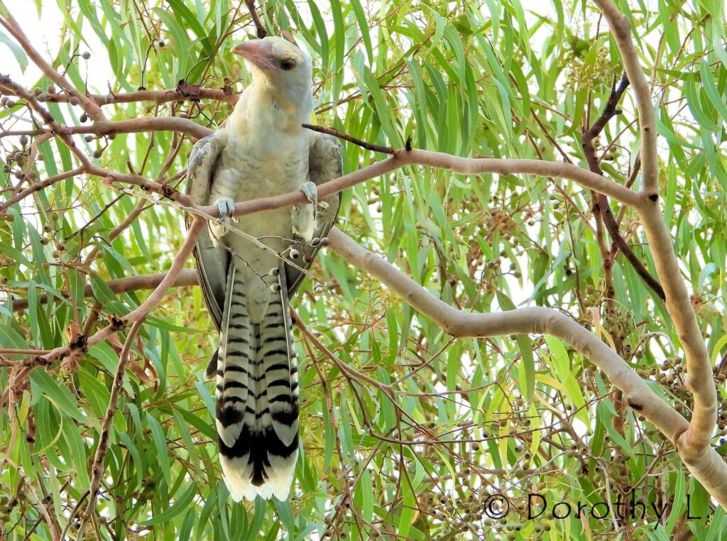 Juvenile Channel-billed Cuckoo