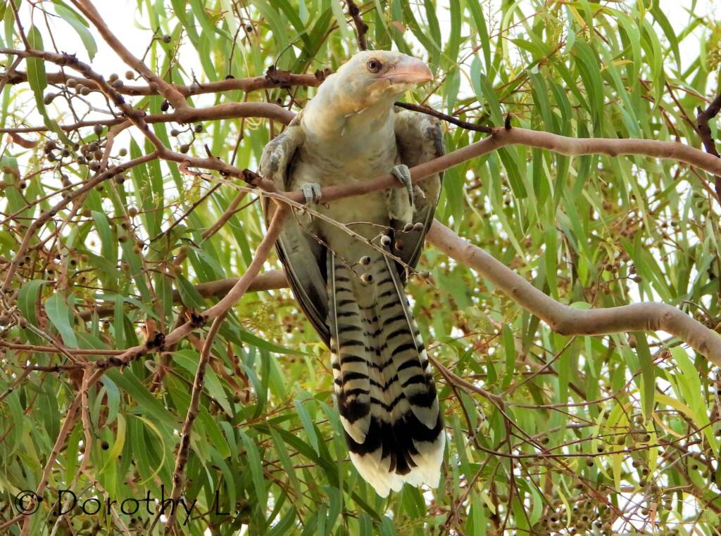 Juvenile Channel-billed Cuckoo