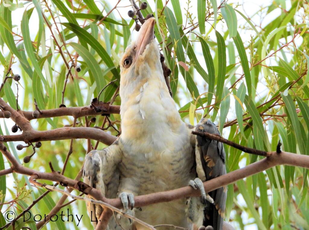 Juvenile Channel-billed Cuckoo