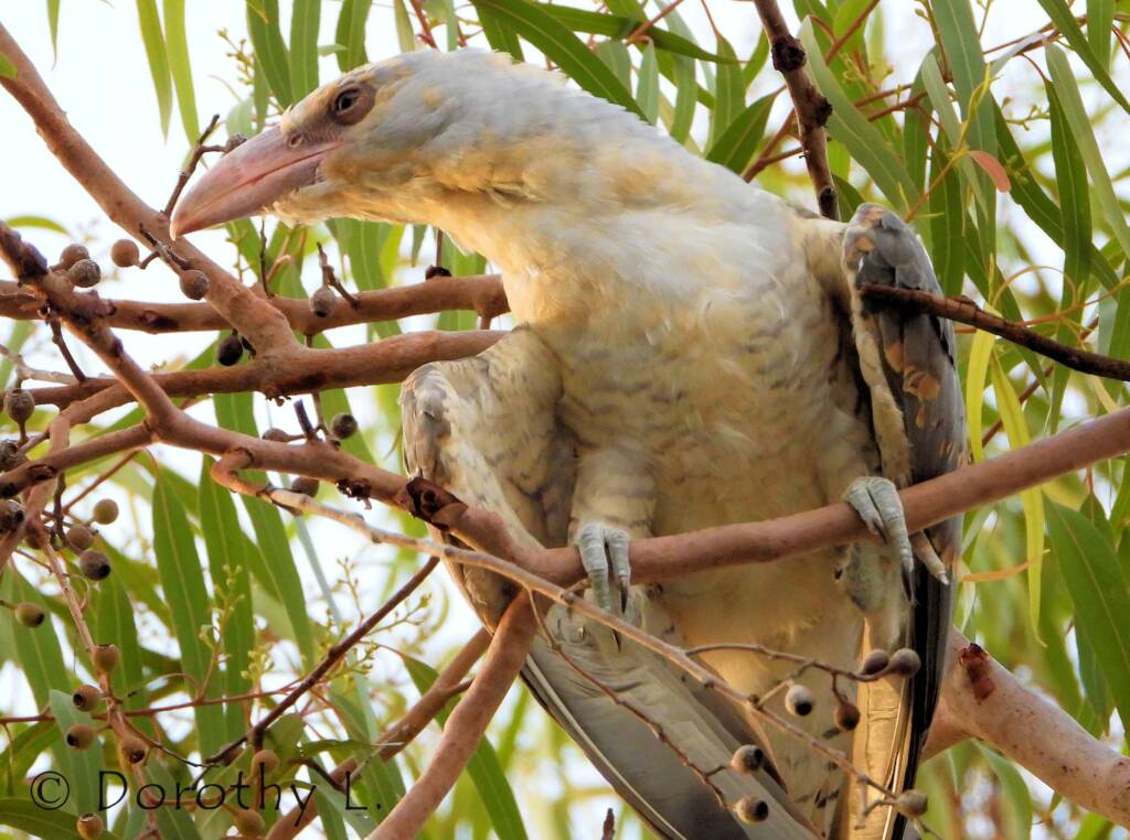 Juvenile Channel-billed Cuckoo
