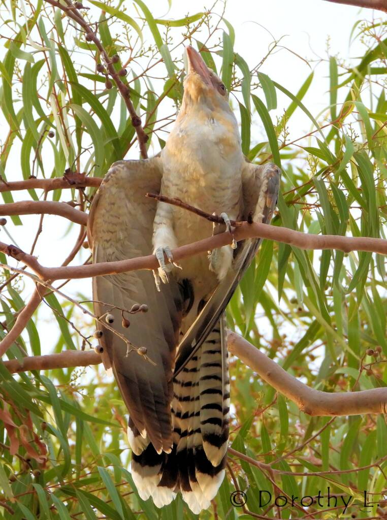 Juvenile Channel-billed Cuckoo
