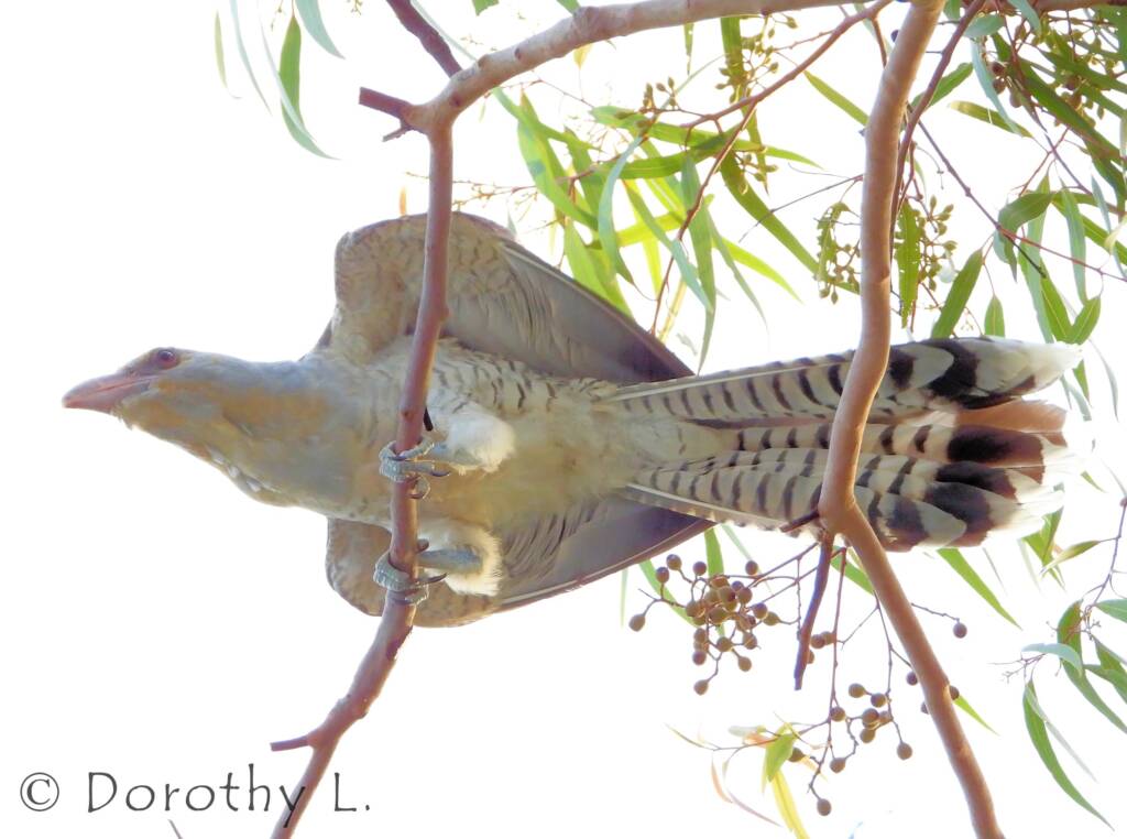 Juvenile Channel-billed Cuckoo
