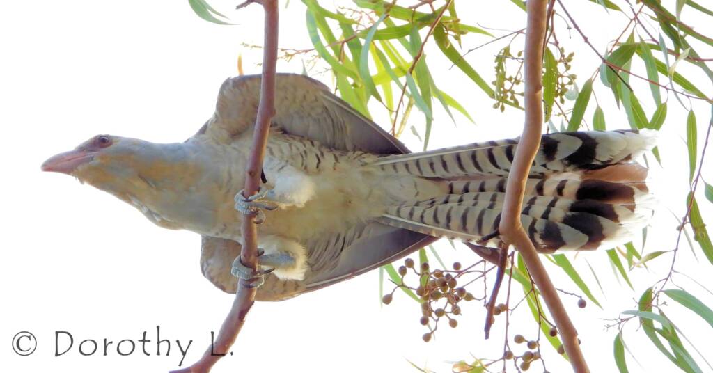 Juvenile Channel-billed Cuckoo