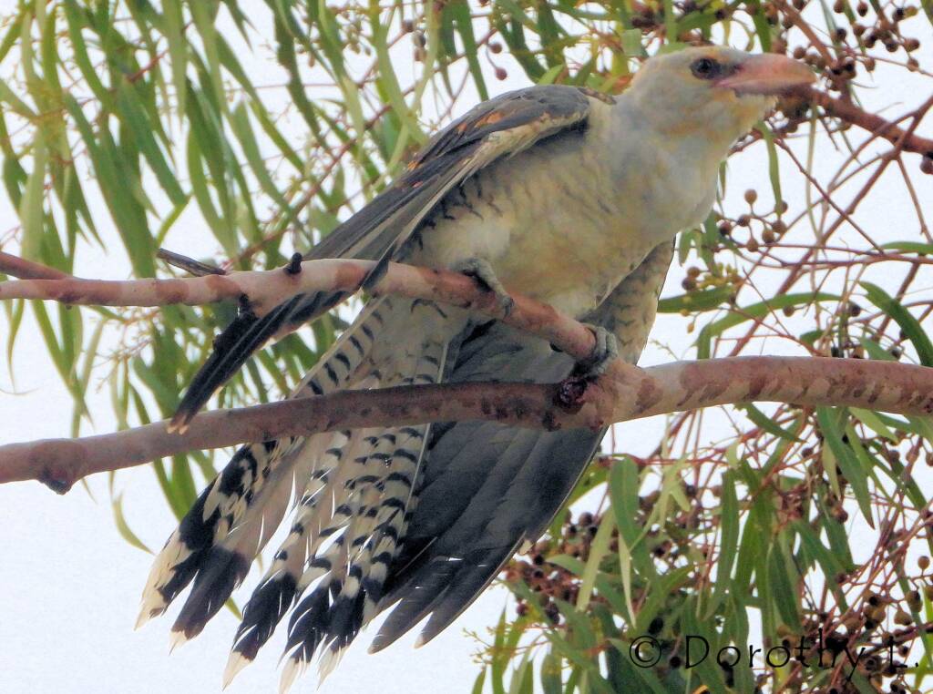 Juvenile Channel-billed Cuckoo
