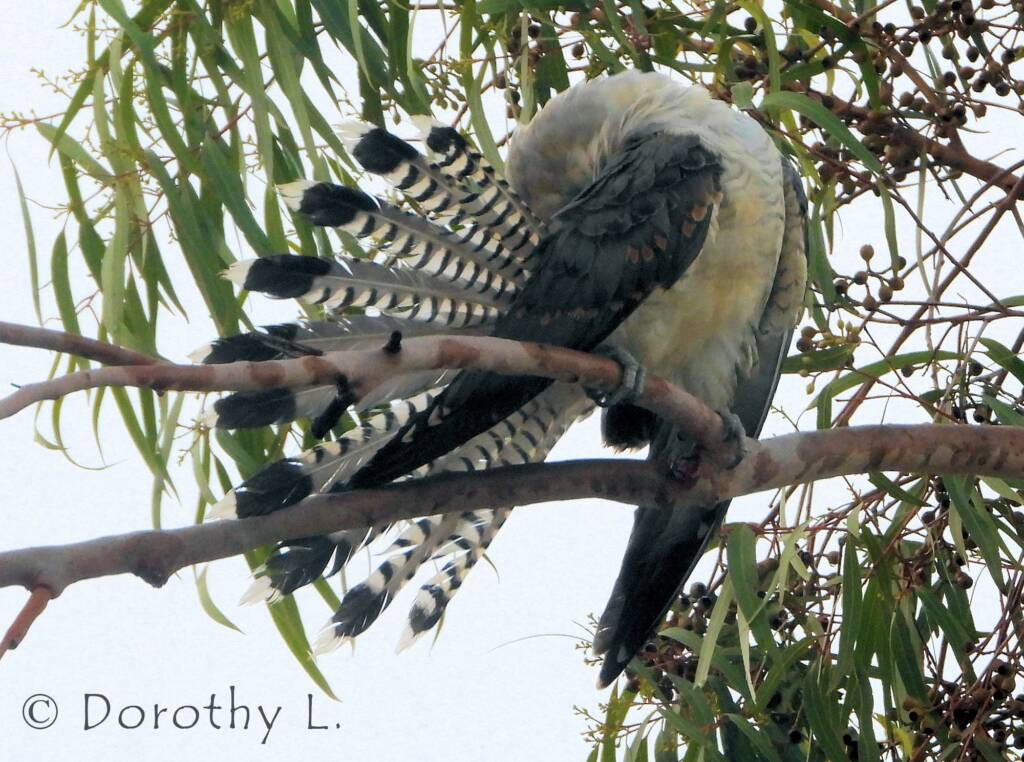 Juvenile Channel-billed Cuckoo