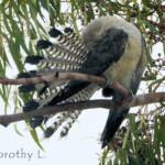 Juvenile Channel-billed Cuckoo
