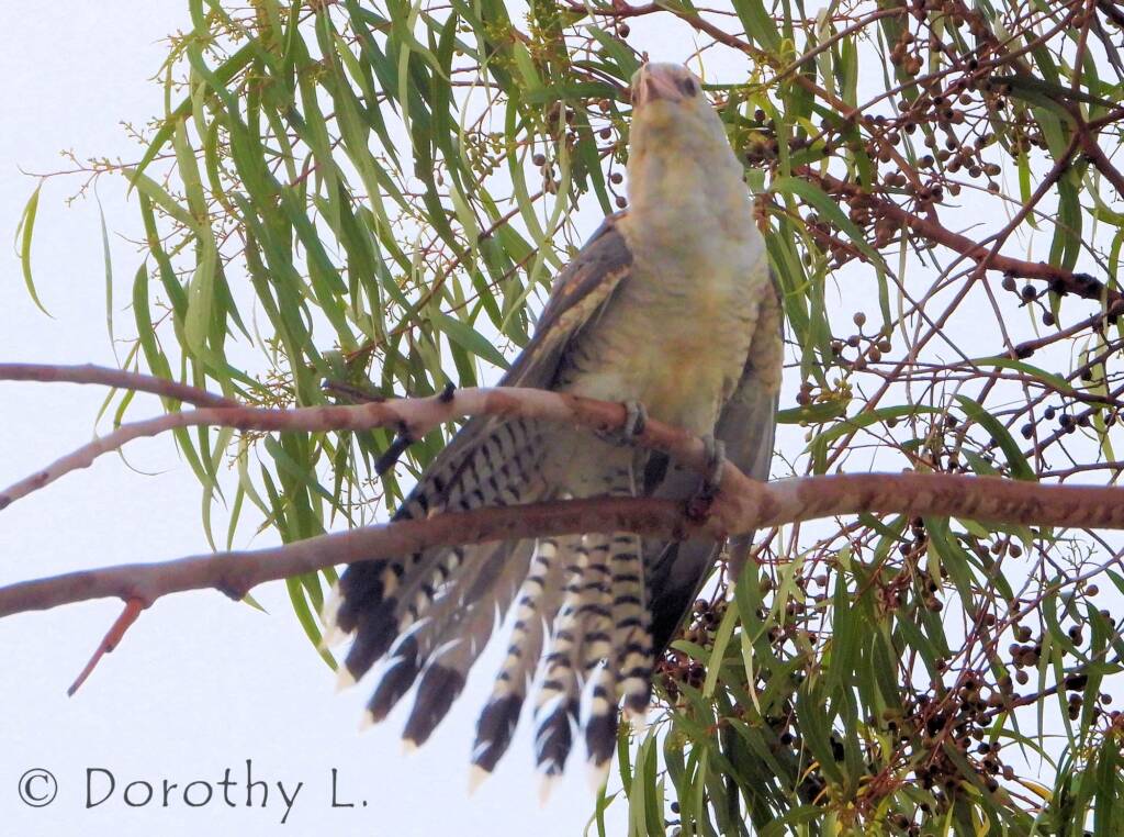 Juvenile Channel-billed Cuckoo