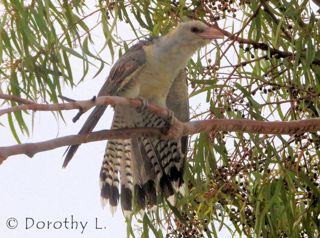 Juvenile Channel-billed Cuckoo