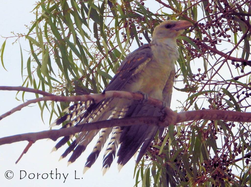 Juvenile Channel-billed Cuckoo
