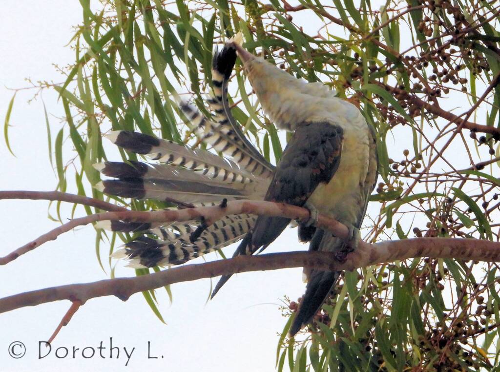 Juvenile Channel-billed Cuckoo