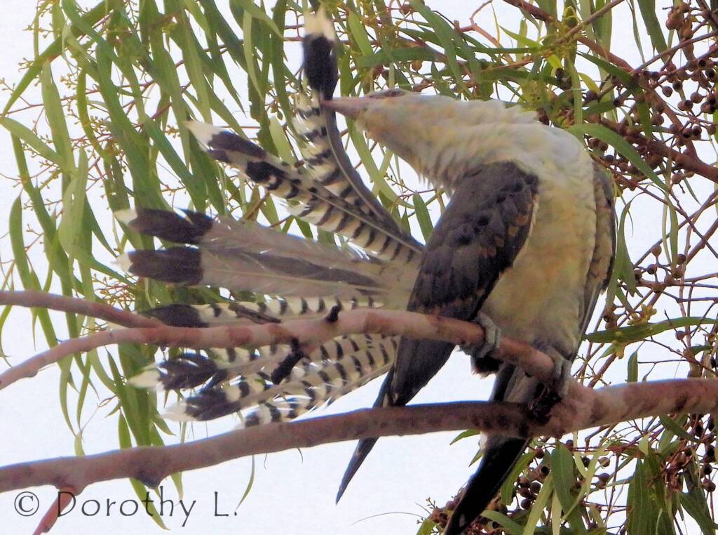 Juvenile Channel-billed Cuckoo