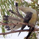 Juvenile Channel-billed Cuckoo