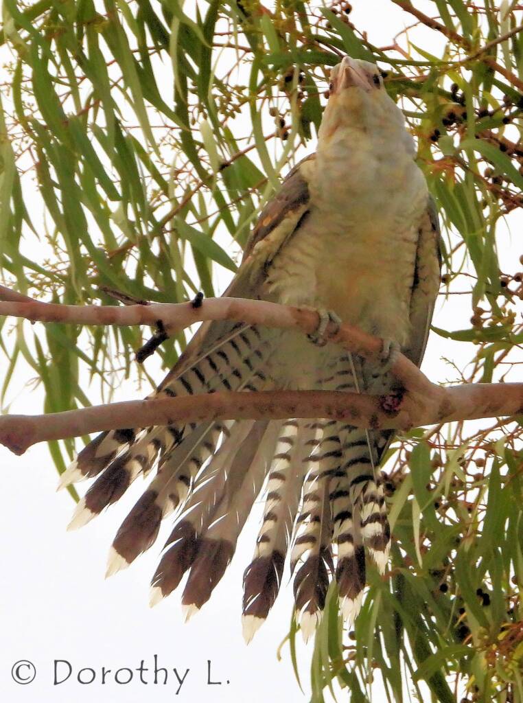 Juvenile Channel-billed Cuckoo