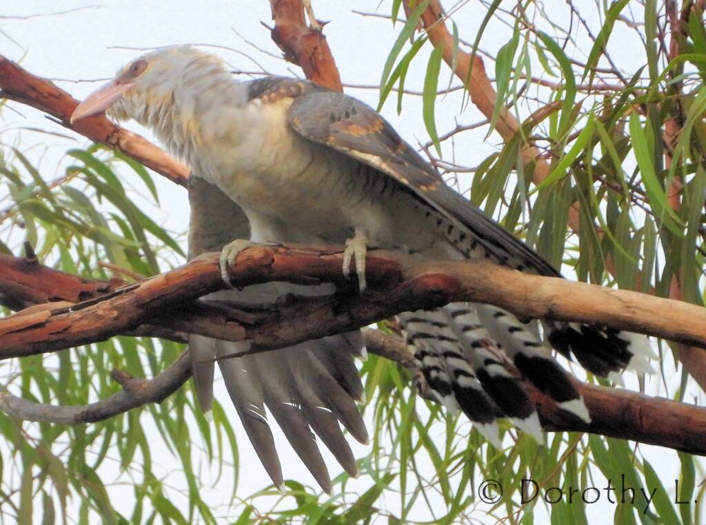 Juvenile Channel-billed Cuckoo