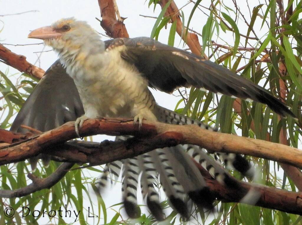 Juvenile Channel-billed Cuckoo