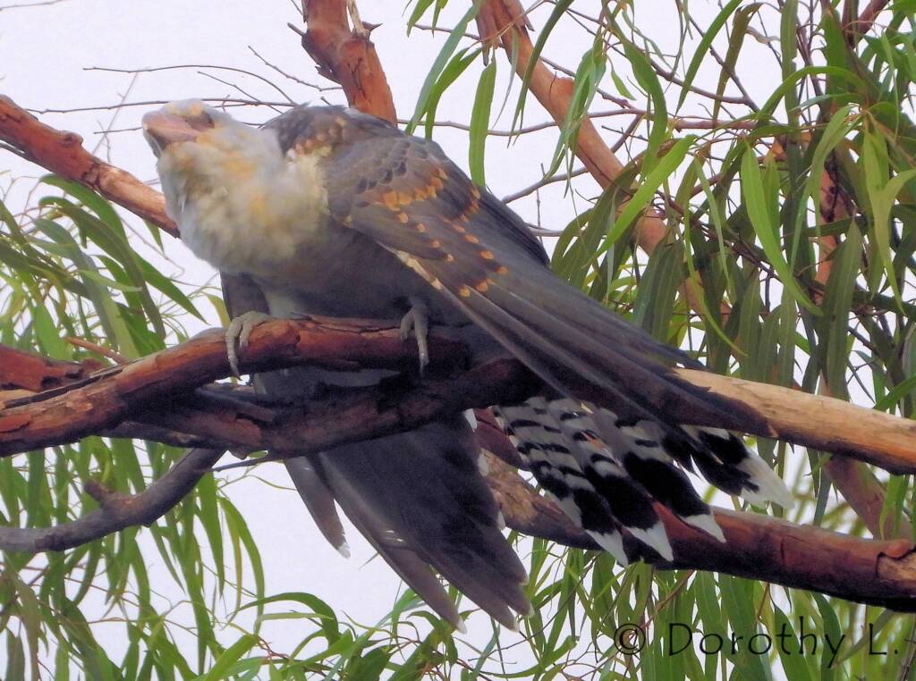 Juvenile Channel-billed Cuckoo