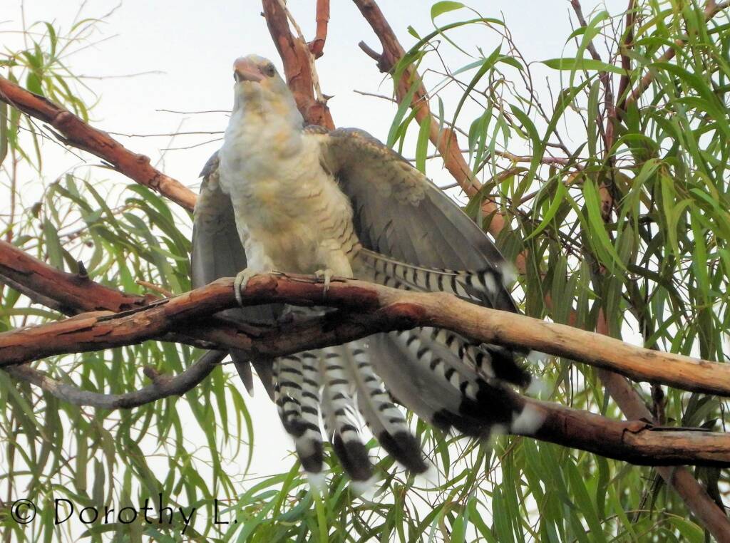 Juvenile Channel-billed Cuckoo
