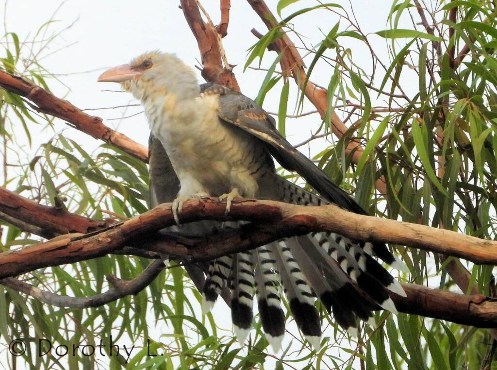 Juvenile Channel-billed Cuckoo
