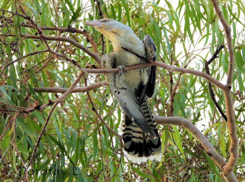 Juvenile Channel-billed Cuckoo