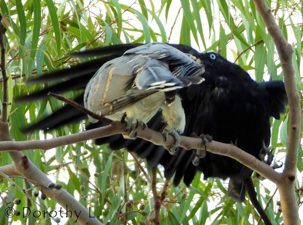 Channel-billed Cuckoo with foster parent Torresian Crow
