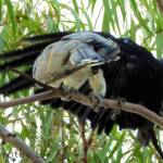 Channel-billed Cuckoo with foster parent Torresian Crow