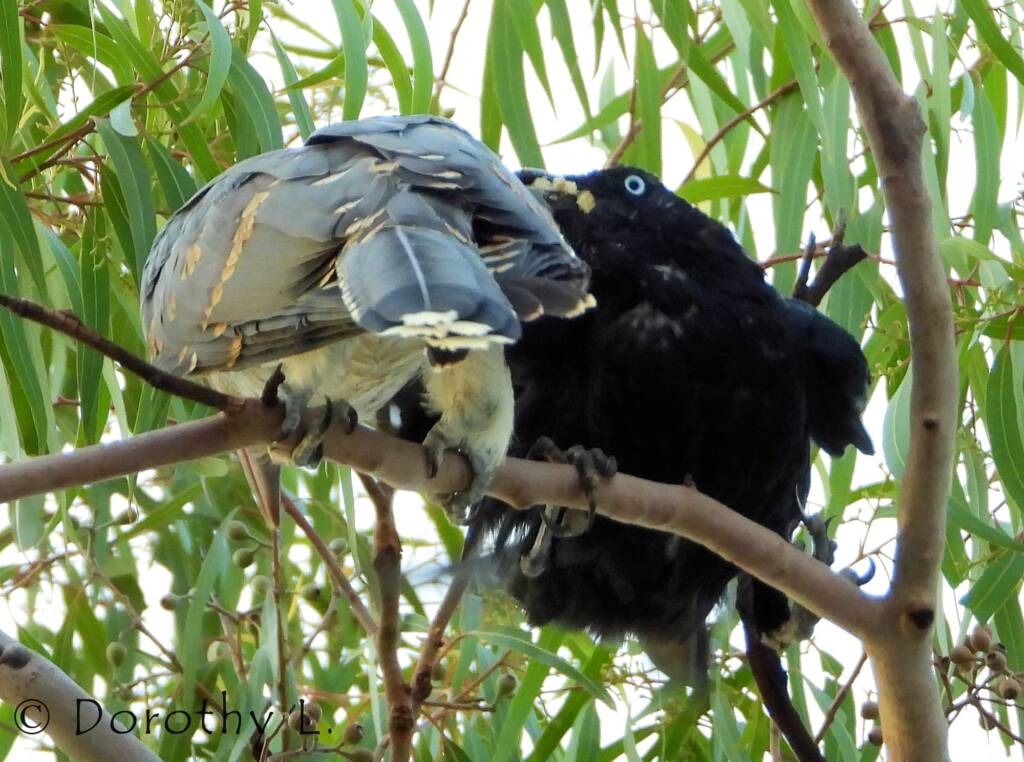 Channel-billed Cuckoo with foster parent Torresian Crow