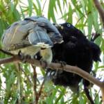 Channel-billed Cuckoo with foster parent Torresian Crow