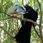 Channel-billed Cuckoo with foster parent Torresian Crow
