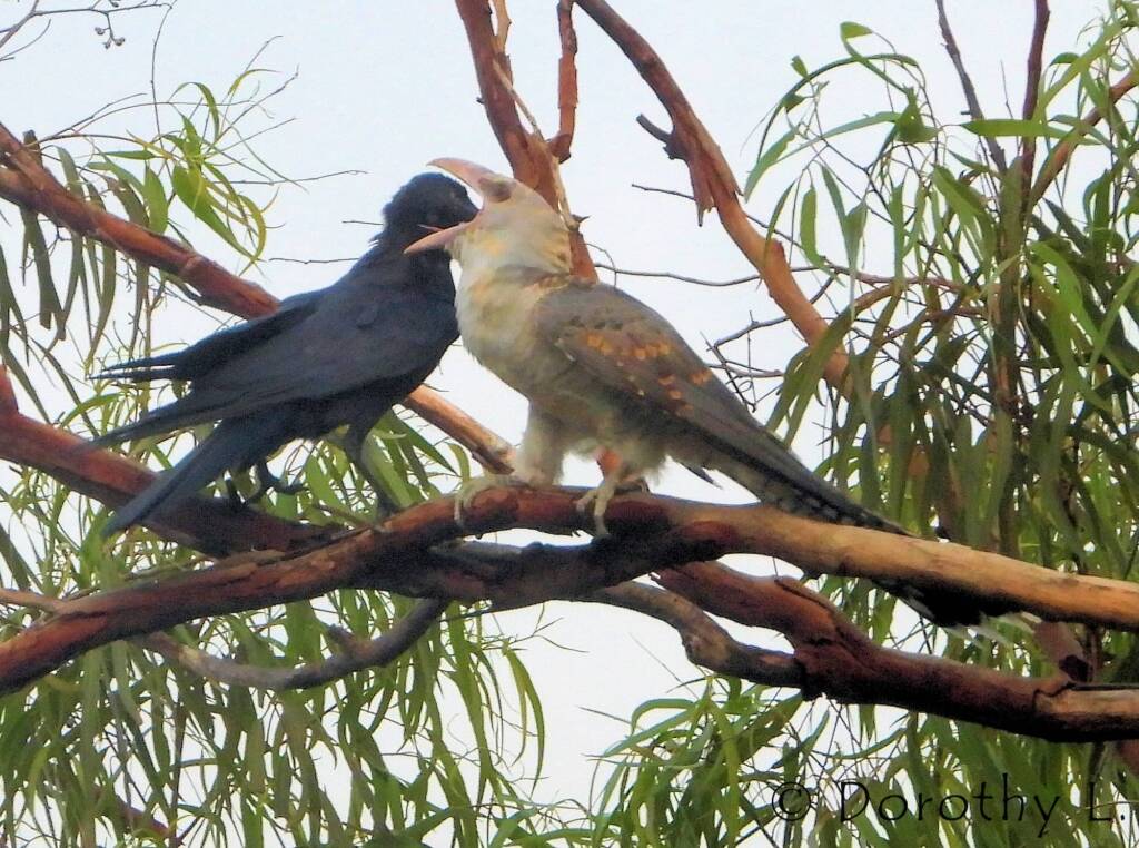 Channel-billed Cuckoo with foster parent Torresian Crow