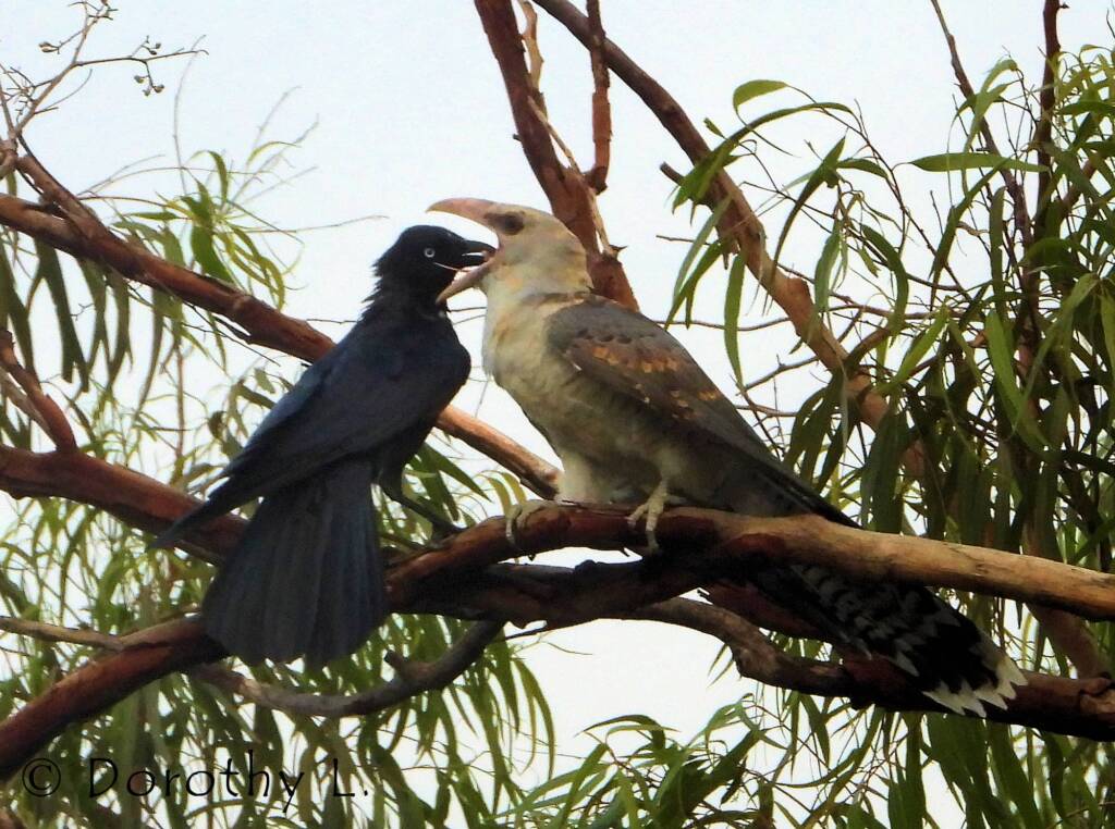 Channel-billed Cuckoo with foster parent Torresian Crow