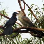 Channel-billed Cuckoo with foster parent Torresian Crow