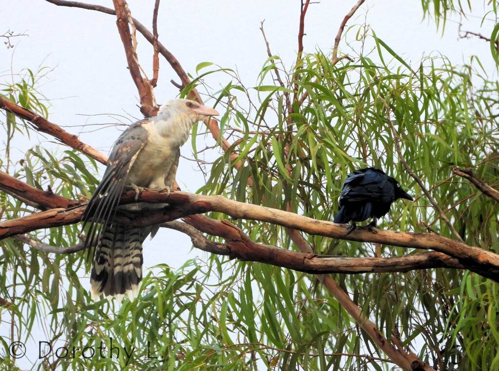 Channel-billed Cuckoo with foster parent Torresian Crow